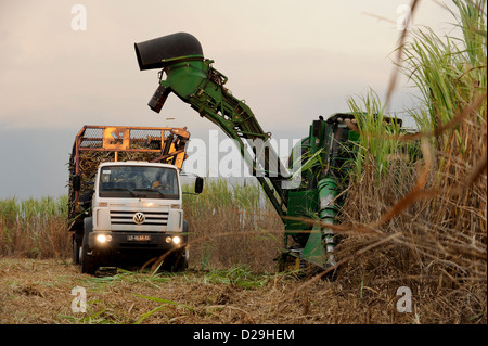 L'ANGOLA , Pòlo Malange PAC Agroindustrial de Capanda, Anchalifinanz Projet, entreprise conjointe du Brésil et de l'état société Angolian Odebrecht Sonangol, la compagnie pétrolière, la canne à sucre la récolte et la moissonneuse-batteuse John Deere Harvester , la canne à sucre est traitée dans une usine de sucre propre à produire du sucre ou le bioéthanol comme carburant Banque D'Images