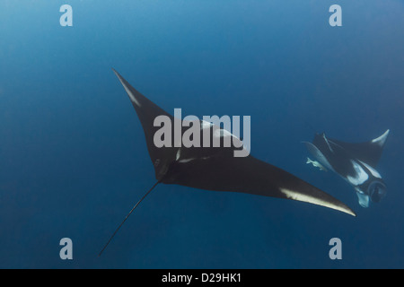 Deux énormes oceanic raies manta (manta birostris) nager au large de l'archipel de Revillagigedoo le Mexique, Punta Tosca divesite Banque D'Images