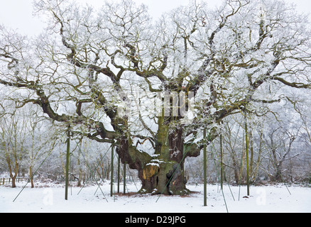 La principale forêt de chêne sherwood dans la neige fraîche sherwood Forest Country Park edwinstowe nottinghamshire UK GB Europe Banque D'Images