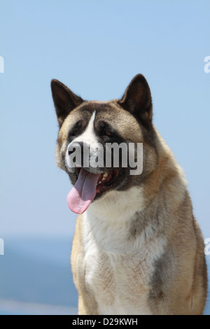 Chien Akita américain / Great Japanese Dog portrait adultes Banque D'Images