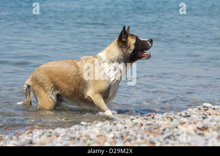 Chien Akita américain / Grand Chien japonais jeunes debout dans la mer Banque D'Images