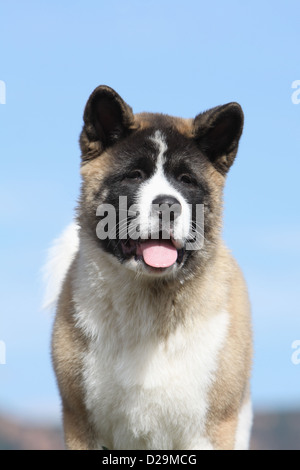 Chien Akita américain / Great Japanese Dog puppy portrait Banque D'Images