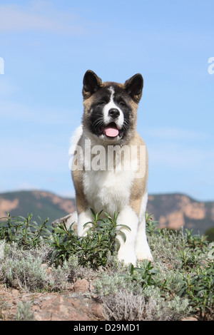 Chien Akita américain / Great Japanese Dog puppy debout sur le terrain Banque D'Images