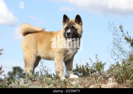 Chien Akita américain / Great Japanese Dog puppy debout sur le terrain Banque D'Images