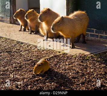 Les chiens de prairie Cynomys alignés dans une rangée à l'avant à l'enfant avec le zoo de Twycross dans Leicestershire Angleterre UK Banque D'Images