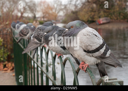 Pigeons sauvages fluffed contre le froid la perche dans une ligne sur une balustrade à côté du lac de plaisance de Finsbury Park, l'hiver. Banque D'Images