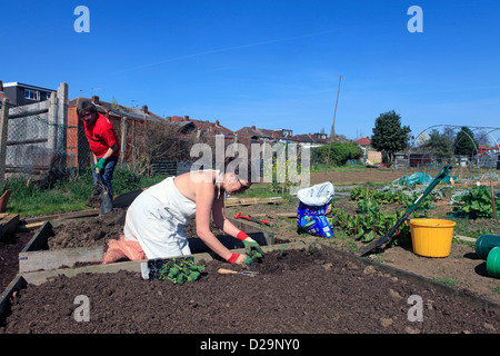 United Kingdom London ealing chemin Jubilee, un couple de planter leur attribution au printemps Banque D'Images