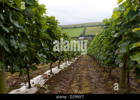 Rangées de vignes à Camel Valley Vineyard près de Bodmin Cornwall. Banque D'Images