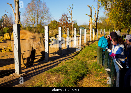 L'éléphant asiatique ou asiatique Elephas maximus en captivité avec les visiteurs à la recherche sur le zoo de Twycross à Leicestershire Angleterre UK Banque D'Images