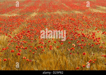 Photographie de coquelicots rouges poussant dans un champ de blé d'or. Banque D'Images