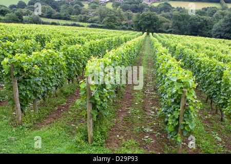 Rangées de vignes à Camel Valley Vineyard près de Bodmin Cornwall. Banque D'Images