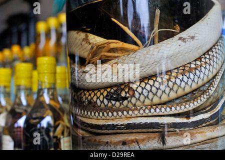 Serpents dans l'alcool à saveur de serpent / bouteilles d'alcool pour la vente, Hanoi, Vietnam Banque D'Images