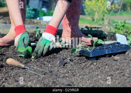 United Kingdom London ealing chemin Jubilee, un couple de planter leur attribution au printemps Banque D'Images