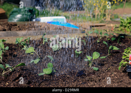 United Kingdom London ealing chemin Jubilee, un couple de planter leur attribution au printemps Banque D'Images