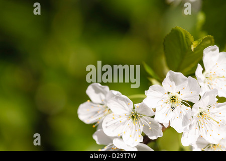 Apple Blossom tree close up avec green hors focus contexte beaucoup d'espace pour le texte Banque D'Images