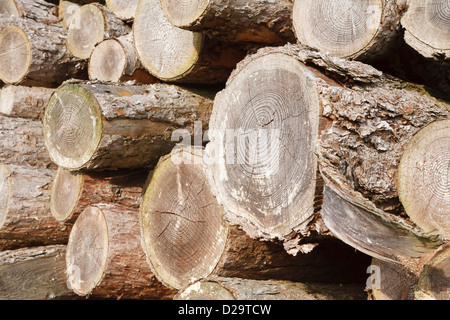 Close up de grumes bois empilés dans un tas Banque D'Images