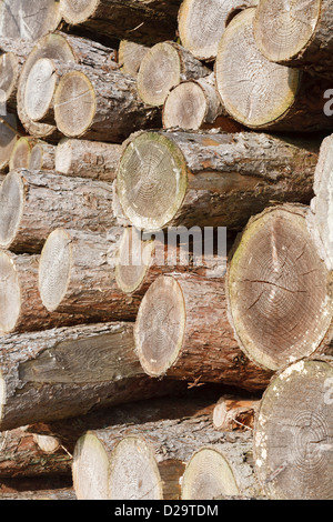 Détail de pile de grumes empilés Banque D'Images