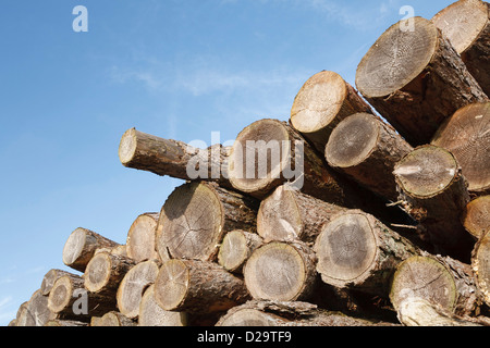 Pile de troncs d'arbres sciés avec copyspace Banque D'Images