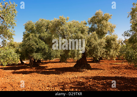 Cerignola anciens oliviers d'Ostuni, Pouilles, Italie du Sud. Banque D'Images