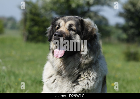 Chien Berger yougoslave / Sarplaninac / charplaninatz portrait adultes Banque D'Images