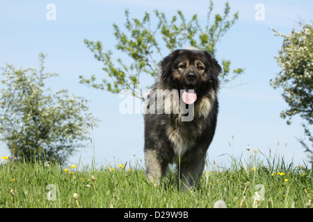 Chien Berger yougoslave / Sarplaninac / charplaninatz permanent adultes Banque D'Images