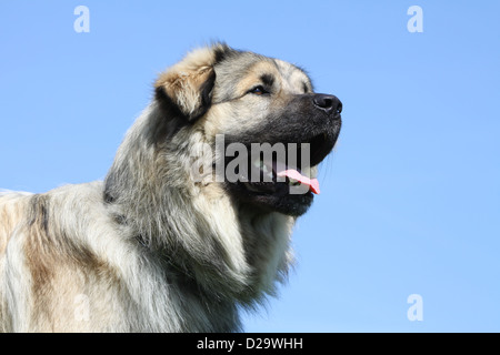 Chien Berger yougoslave / Sarplaninac / charplaninatz portrait adultes Banque D'Images