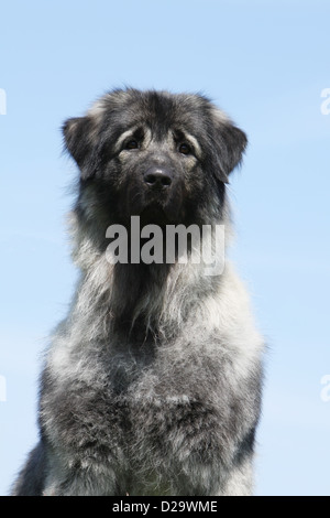 Chien Berger yougoslave / Sarplaninac / charplaninatz portrait adultes Banque D'Images