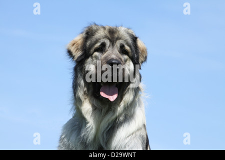 Chien Berger yougoslave / Sarplaninac / charplaninatz portrait adultes Banque D'Images