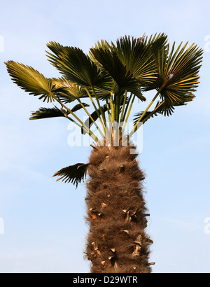 Trachycarpus fortunei, palmier Chusan f. wagnerianus, Arecaceae. Le centre et le Sud de la Chine. Banque D'Images