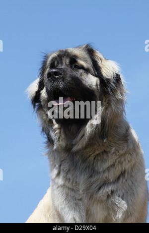 Chien Berger yougoslave / Sarplaninac / charplaninatz portrait adultes Banque D'Images