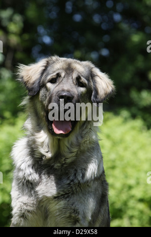 Chien Berger yougoslave / Sarplaninac / charplaninatz portrait adultes Banque D'Images