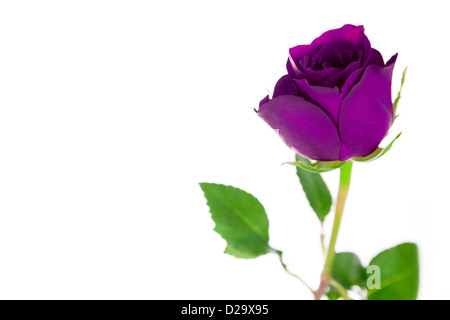 Une seule rose violet sur fond blanc. Banque D'Images