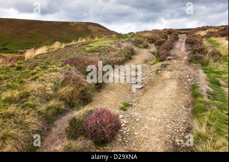 Heather est fleurissent en automne dans le trou de Horcum près de Goathland dans le North York Moors, Yorkshire, UK. Banque D'Images