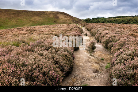 Heather est fleurissent en automne dans le trou de Horcum près de Goathland dans le North York Moors, Yorkshire, UK. Banque D'Images