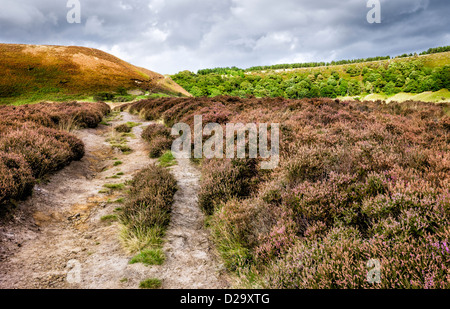 Heather est fleurissent en automne dans le trou de Horcum près de Goathland dans le North York Moors, Yorkshire, UK. Banque D'Images