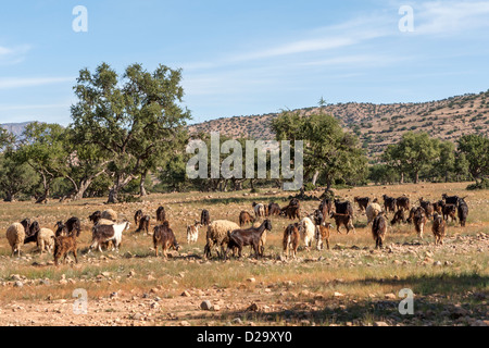 Chèvres en champ avec Argan arbres, vallée de Souss, Taroudant, Maroc Banque D'Images