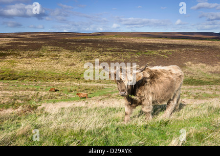 Scottish Highland cattle grazing sur landes près du village de Levisham dans le North York Moors, Yorkshire, UK. Banque D'Images