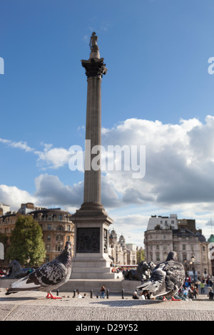 Pigeons sur un mur à Trafalgar Square, Londres, avec la Colonne Nelson de l'arrière-plan. Banque D'Images