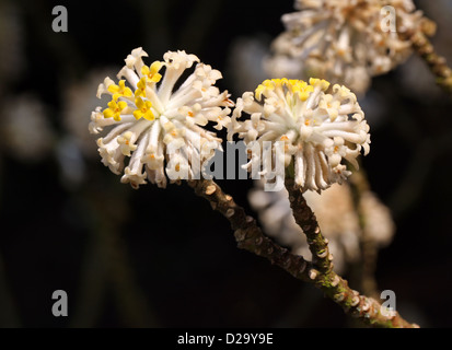 Paperbush, plantes Edgeworthia chrysantha, Thymelaeaceae. La Corée. Banque D'Images