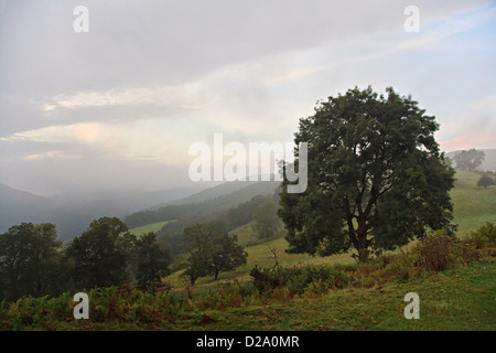 Matin brumeux Pyreness, avec vue sur la vallée et les champs verdoyants et d'arbres le long de la route Camino. Banque D'Images