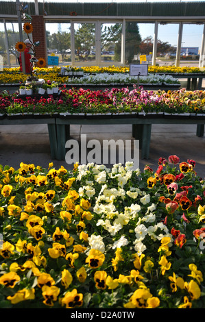 Pensées en vente au magasin de jardinage Banque D'Images