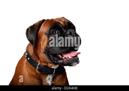 Portrait d'un grand mâle Boxer isolé sur un fond blanc. Banque D'Images