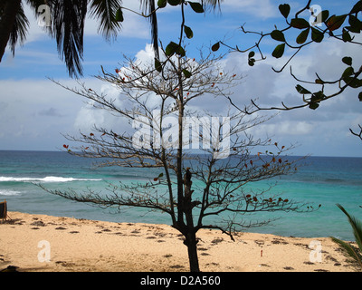 Un arbre sans feuilles sur une plage Banque D'Images