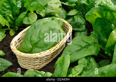 Lit de légumes de l'épinard (Spinacia oleracea), variété : 'Matador', en juin, dans un potager. Banque D'Images