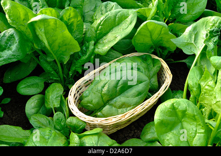 Lit de légumes-154 ondulada tomàquet (Spinacia oleracea), variété : 'Matador', en juin, dans un potager. Banque D'Images