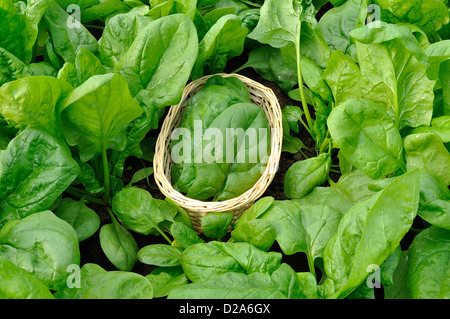 Lit de légumes de l'épinard (Spinacia oleracea), variété : 'Matador', en juin, dans un potager. Banque D'Images