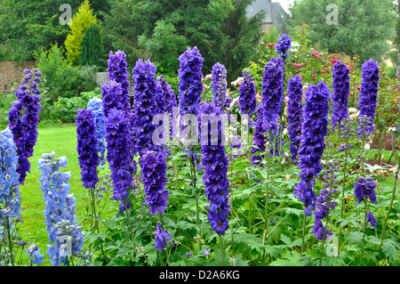 Delphinium pacific giant (Delphinium sp) en fleur, dans un parc public, en juin. Banque D'Images