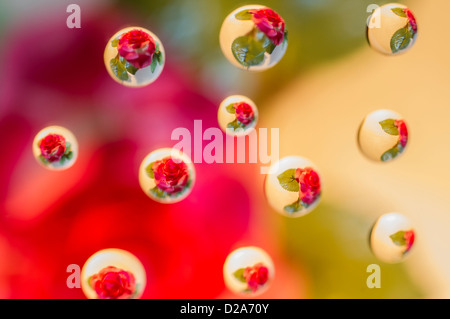 Gouttes d'eau photo étonnante d'une réflexion d'une fleur Banque D'Images