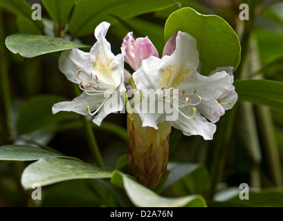 Rhododendron blanc des fleurs au printemps. Banque D'Images
