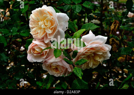 English roses 'Sweet Juliette' (produites par David Austin, 1983), en fleurs, en juin, dans un jardin de roses. Pays de la Loire, France. Banque D'Images